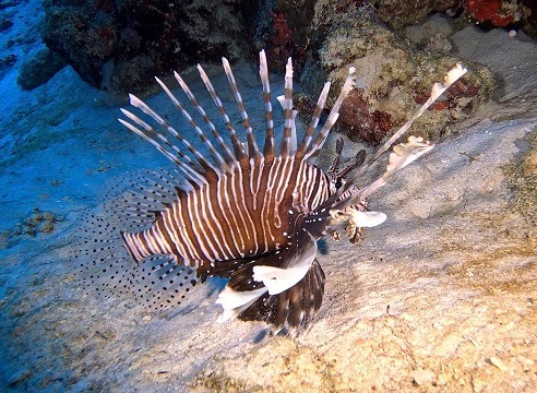 Snorkelling